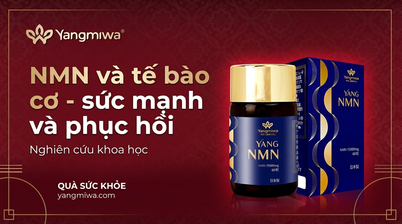 NMN và tế bào cơ: sức mạnh, phục hồi sau tuổi 40