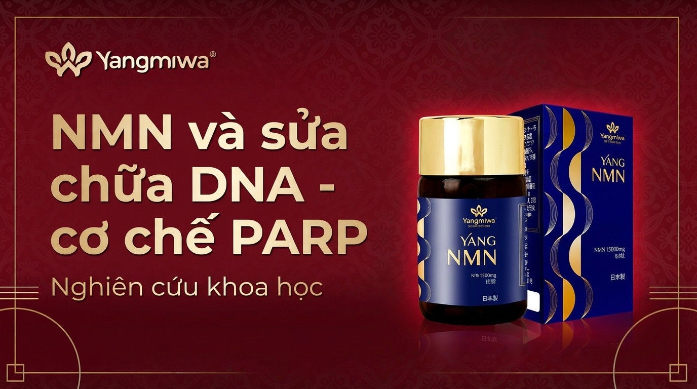 NMN và sửa chữa DNA: Cơ chế PARP giữ gìn trường thọ