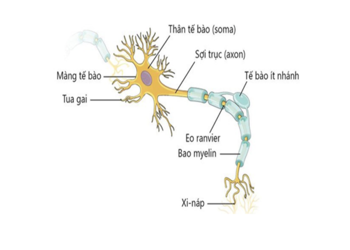 Myelin là gì? Cảnh báo sớm nguy cơ thoái hóa thần kinh