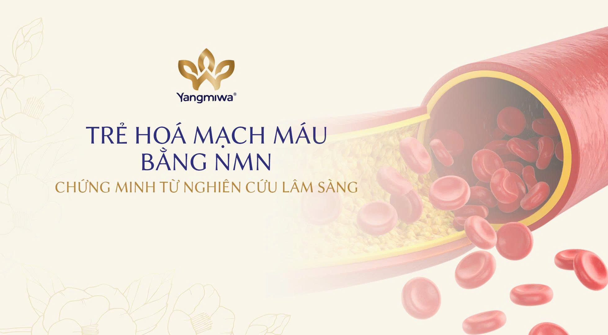 Trẻ hóa mạch máu bằng NMN có hiệu quả? Bằng chứng từ nghiên cứu lâm sàng trên người lớn tuổi