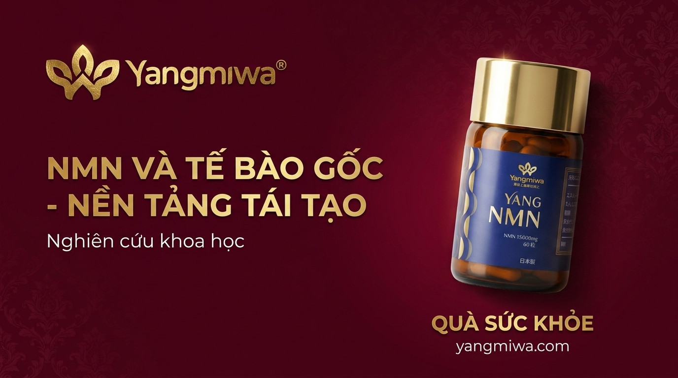 NMN và tế bào gốc: nền tảng tái tạo cho tuổi trung niên