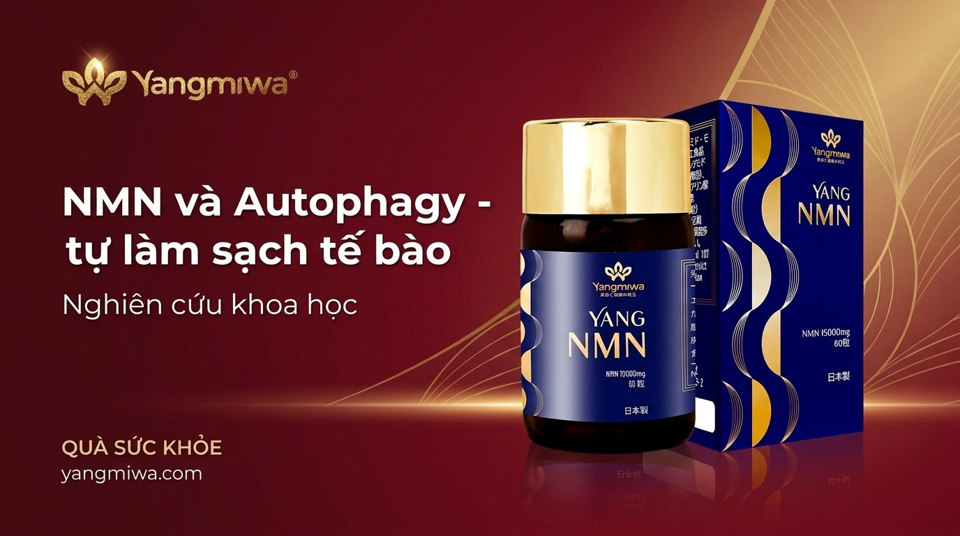 NMN và Autophagy: Cơ chế tự làm sạch tế bào để trẻ lâu