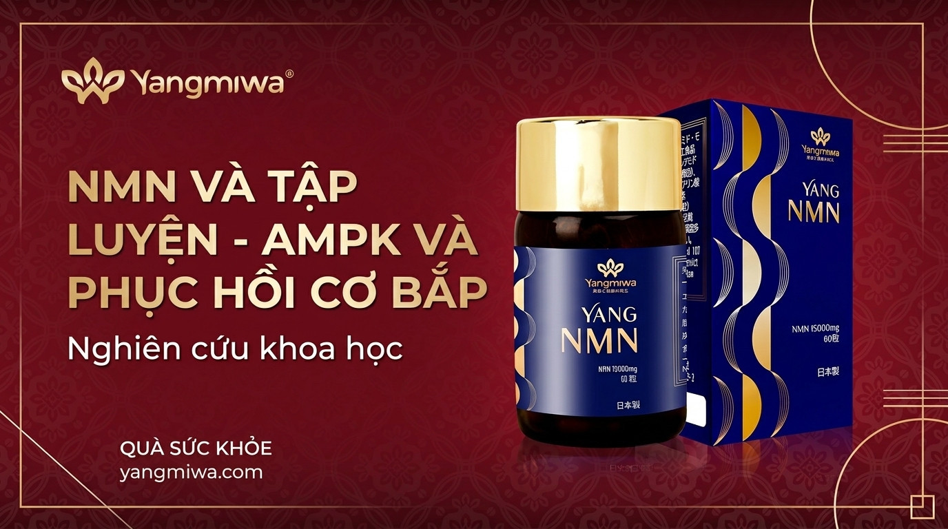 NMN và tập luyện: AMPK, phục hồi cơ bắp ở tuổi 40+