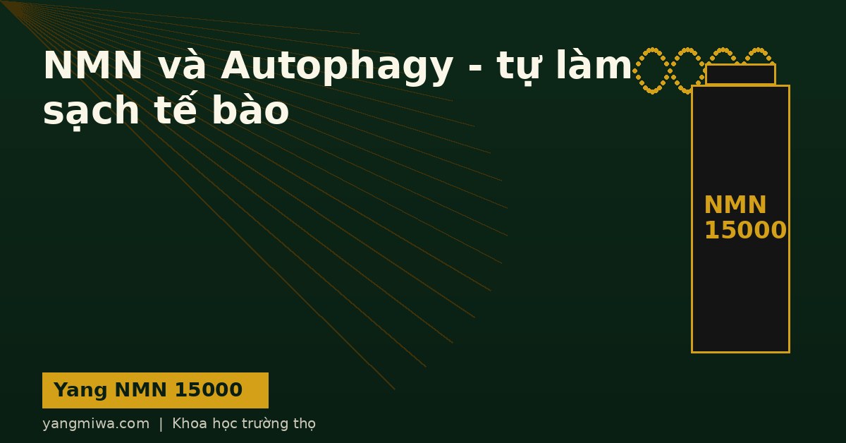 NMN và Autophagy: Cơ chế tự làm sạch tế bào trong nghiên cứu lão hoá