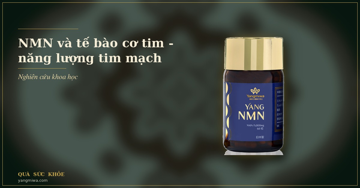 NMN và tế bào cơ tim: Năng lượng ti thể cho trái tim khoẻ