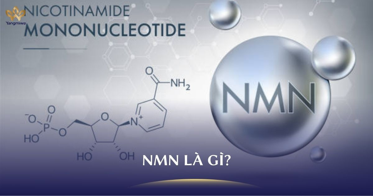 NMN là gì? Cơ chế hoạt động và các nghiên cứu nổi bật trên thế giới