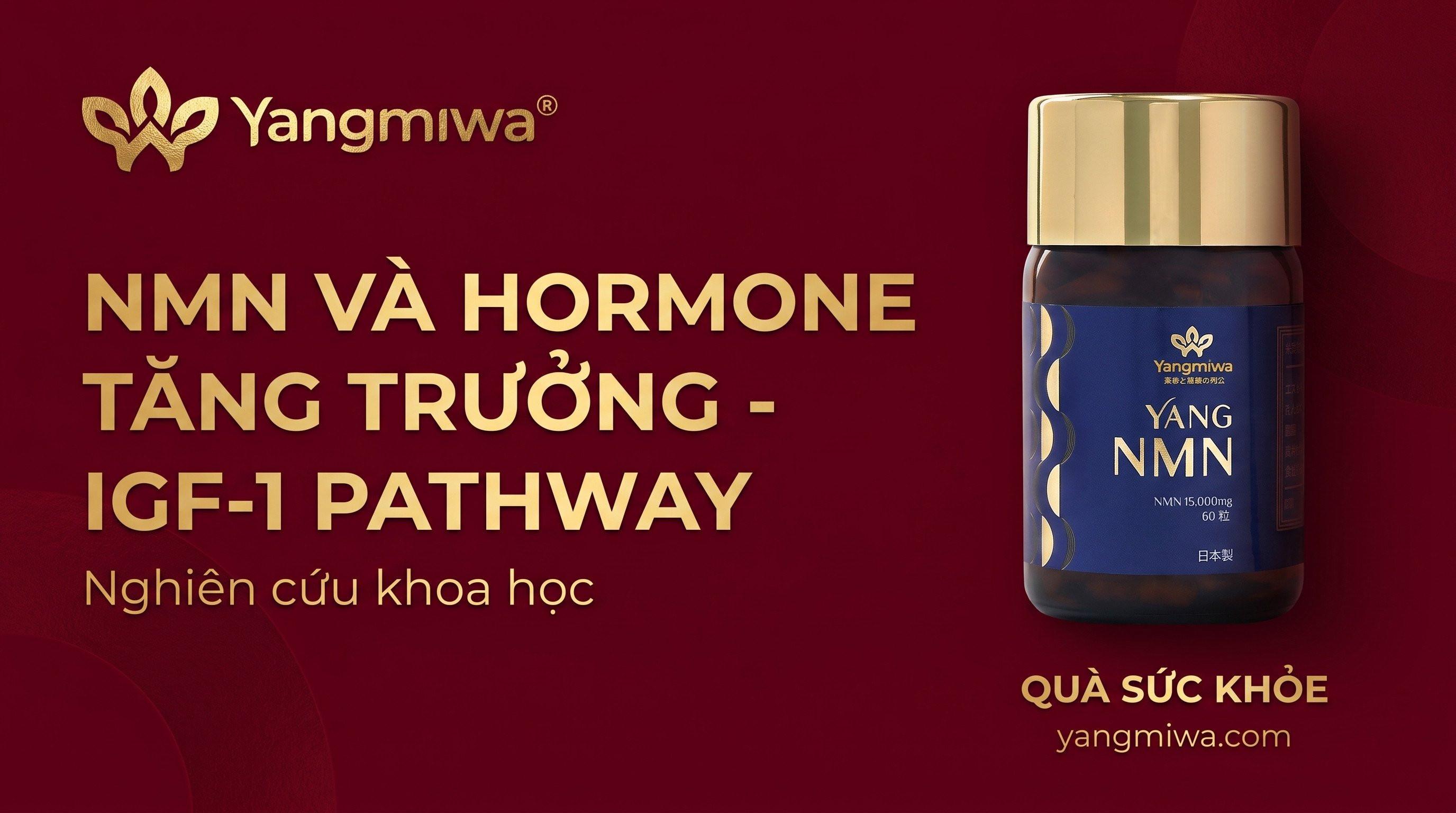 NMN và Hormone Tăng Trưởng - IGF-1: Chìa Khóa Trẻ Hóa Cơ Bắp