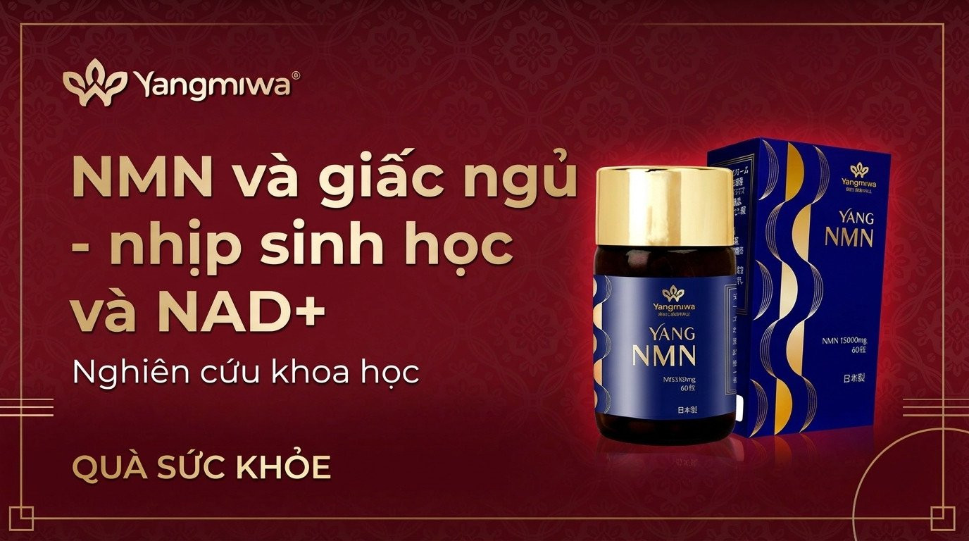 NMN và giấc ngủ: NAD+ điều chỉnh nhịp sinh học tuổi 40+