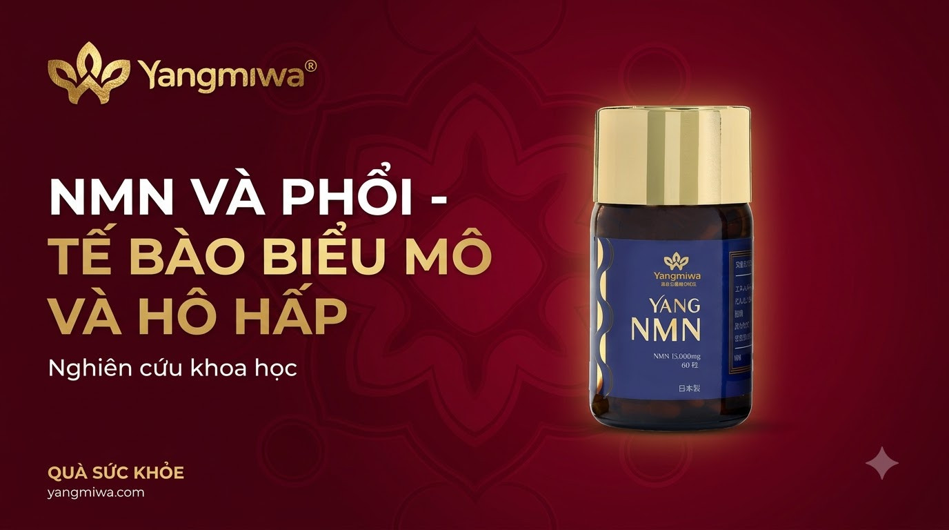 NMN và phổi: Bảo vệ tế bào biểu mô hô hấp khi lão hóa