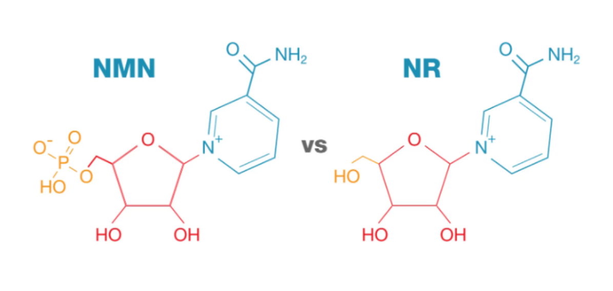 So sánh NMN và NR: Hiểu rõ để lựa chọn giải pháp chống lão hóa tối ưu